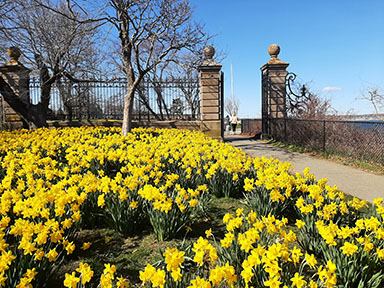 Daffodils along the CLiff Walk, Newport, RI